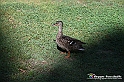 VBS_3712 - Angoli del Valentino lungo il Po